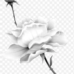 白色月季 透明背景PNG