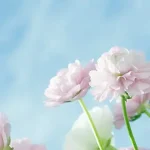 白色的花 PNG素材下载