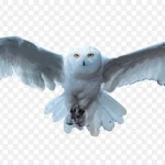 白色猫头鹰 PNG素材下载