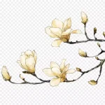 白色桃花 PNG素材下载