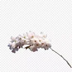 白色桃花 高清PNG