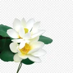 白色荷花 高清PNG