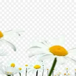 白色小花 高清PNG