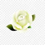 白色玫瑰 PNG素材下载