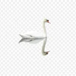 白色天鹅 高清PNG