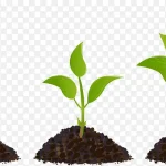 植物成长 免费PNG素材