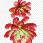 矢量卡通简洁水彩植物png 免费PNG素材