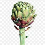 多肉植物 高清PNG