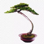 创意植物 高清PNG