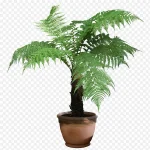 盆栽植物 PNG素材下载