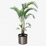 居室植物 免费PNG素材