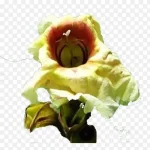 雨林植物 高清PNG