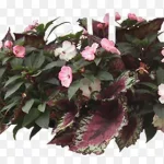 植物 透明背景PNG