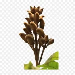 雨林植物 高清PNG