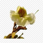 雨林植物 透明背景PNG