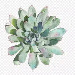 水彩浅绿色植物 免费PNG素材