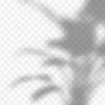 植物影子点缀元素 透明背景PNG