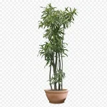 盆栽植物 高清PNG