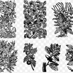 植物纹理素材 PNG素材下载