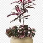 室内植物 PNG素材下载