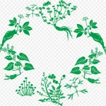 手绘植物素材 PNG素材下载