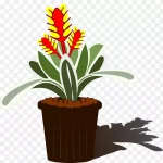 盆栽植物 透明背景PNG