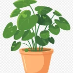 金钱植物盆栽 高清PNG