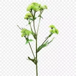 切花植物茎亚灌木开花植物 高清PNG