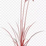红色植物 高清PNG