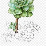 多肉植物 高清PNG