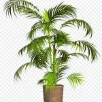 棕榈树盆栽植物 高清PNG