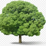 绿色树木植物植物 高清PNG