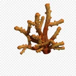 海底植物 透明背景PNG