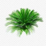 热带植物  草 免费PNG素材