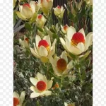 多肉花卉，仙人掌科植物 透明背景PNG