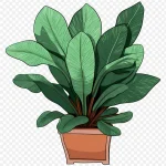 盆栽绿植 PNG素材下载