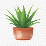 芦荟盆栽植物 免费PNG素材