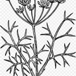 茴香植物插画 透明背景PNG