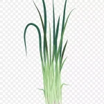 香葱植物 PNG素材下载