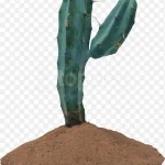 仙人掌植物 高清PNG