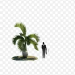 热带植物 透明背景PNG