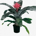 观赏植物盆栽 透明背景PNG