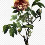 精绘彩色手绘植物绿叶植物黄花 透明背景PNG