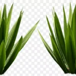 龙舌兰植物 高清PNG