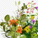 花园植物 PNG素材下载