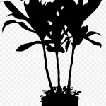 植物剪影 PNG素材下载