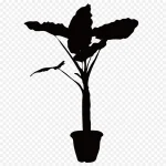 矢量植物 透明背景PNG