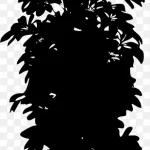 植物剪影 高清PNG