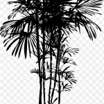 植物剪影 高清PNG