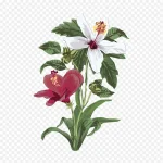 优雅植物 透明背景PNG